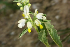 Phlomideae