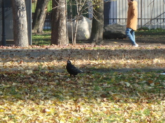 Corvus frugilegus