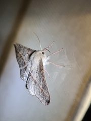 Antictenia punctunculus