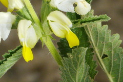 Phlomideae