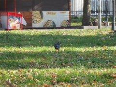 Corvus frugilegus