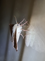 Antictenia punctunculus