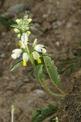 Phlomideae
