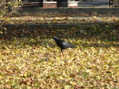 Corvus frugilegus