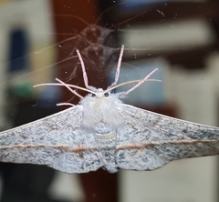 Antictenia punctunculus