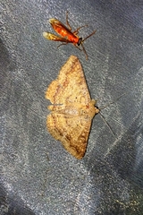 Ericeia subcinerea