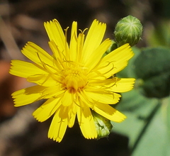 Hieracium umbrosum