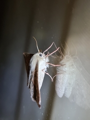 Antictenia punctunculus