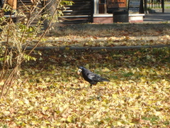 Corvus frugilegus