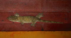 Gehyra marginata