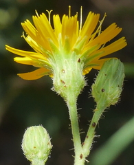 Hieracium umbrosum