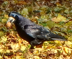 Corvus frugilegus