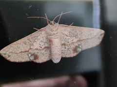 Antictenia punctunculus