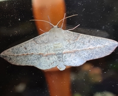 Antictenia punctunculus