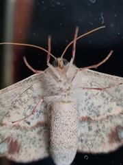 Antictenia punctunculus