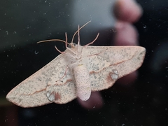 Antictenia punctunculus