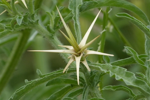 Iberian star-thistle