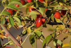 Rosa arvensis