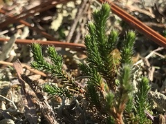 Selaginella