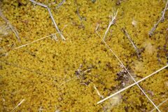 Triquetrella papillata