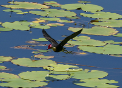 Irediparra gallinacea