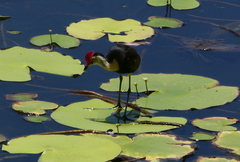 Irediparra gallinacea