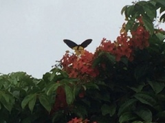 Troides helena cerberus