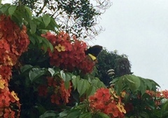 Troides helena cerberus