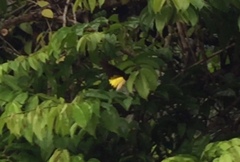 Troides helena cerberus