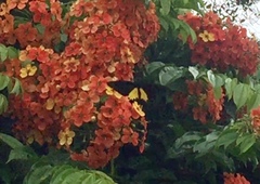 Troides helena cerberus