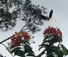 Troides helena cerberus