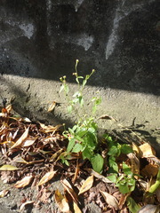 Galinsoga parviflora