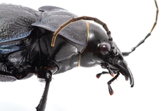 Carabus lusitanicus