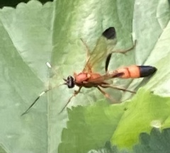 Ctenochares bicolorus