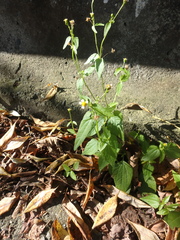 Galinsoga parviflora