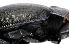 Carabus lusitanicus