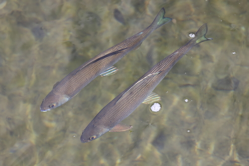 American grayling (Thymallus arcticus) — Salmonidae — 2