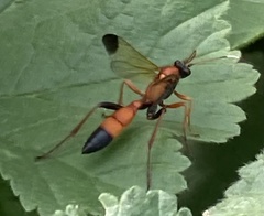 Ctenochares bicolorus