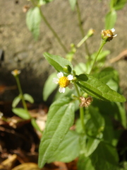 Galinsoga parviflora
