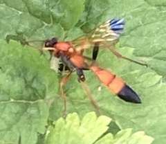 Ctenochares bicolorus