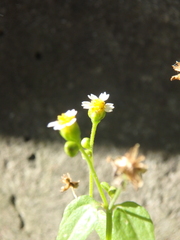 Galinsoga parviflora