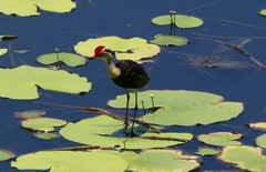 Irediparra gallinacea