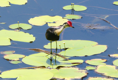 Irediparra gallinacea