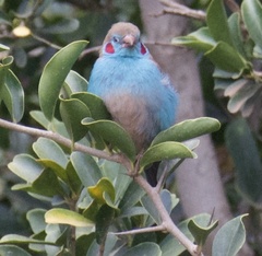 Uraeginthus bengalus