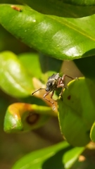 Hybreoleptops tuberculifer