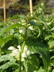 Lamium album