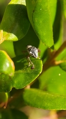 Hybreoleptops tuberculifer