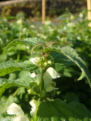 Lamium album