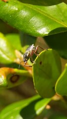 Hybreoleptops tuberculifer