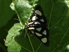 Alypia octomaculata